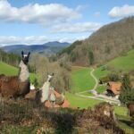 Black Forest Trail Hike Germany (11)