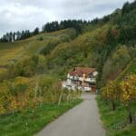 restaurant black forest
