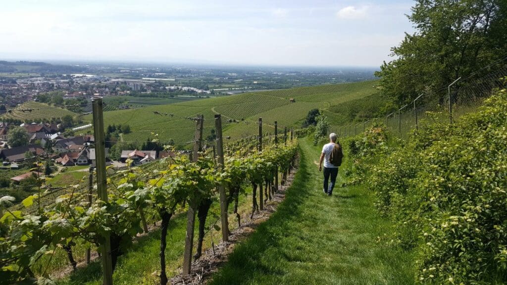 wine tasting event black forest