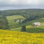 triberg cuckoo clockstour