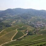 wine area black forest