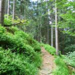 Red Deer Trail Black Forest Germany