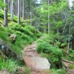 Bannwald oberhalb vom Buhlbachsee_2 (c) Freudenstadt Tourismus, Foto Heike Butschkus