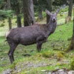 Christophstal Wildgehege_2 (c) Freudenstadt Tourismus, Foto Heike Butschkus