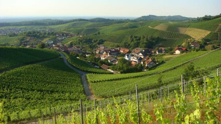 wine walk germany