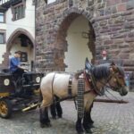 freiburg horses