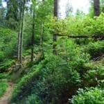 Vom Bannwald zur Schwarzwaldhochstraße (c) Freudenstadt Tourismus, Foto Isabel Blüher