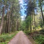 Guided HIke Black Forest (1)