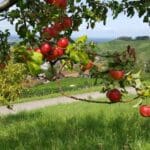 Spirit hopping Schnaps Hike Black Forest (5)