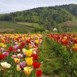 Schnapps Hike Black Forest (19)