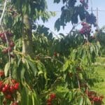 Schnapps Hike Black Forest (20)