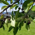 Schnapps Hike Black Forest (8)