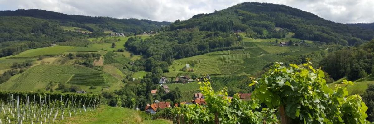 wine-hike-germany-5